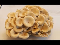 How to grow your own mushrooms, from Mycophiles Garden! Easy, fun and delicious!!