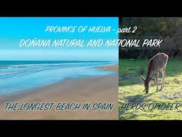 DOÑANA Natural and National Park | The LONGEST BEACH in SPAIN | HERDS OF DEER | MOBILE sand DUNES