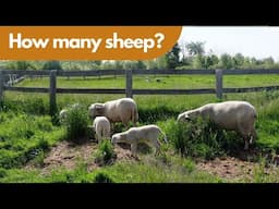 Uncovering The Secret To Dairy Sheep Grazing: How Many Sheep Per Acre?