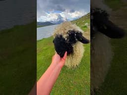 How cute is this???? 🐑 #youtubeshorts #sheep #switzerland #mountains