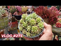 SUPER ROSE, GREEN SMILE, MEALY BUG, APHIDS, JOYCE TULLOCH | VLOG #275 - Growing Succulents with LizK