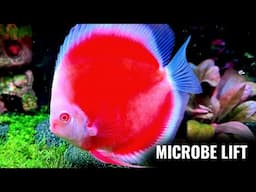 MICROBE LIFT | AQUARIUM FISH MEDICINES &  SUPPLEMENTS | AQUAGIC | AQUARIUM EXHIBITION