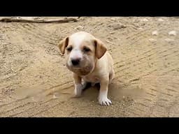 The stray puppy's face was swollen like a ball,it seemed like a tumor, but it was a snake bite......