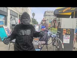 Gorilla escaped L.A. Zoo to play a game of chess. He beat me.