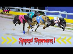 Speed Demons: Watch These Greyhounds Blaze the Track!