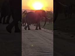 Majestic elephant herd crossing at Sunset | Kruger Park Sighting #wildlife #animals #nature