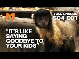 Desperate For A New Home | Season 4 Episode 1 | Full Episode | Monkey Life