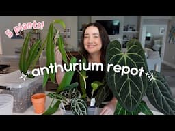 Repot 5 Anthurium Plants With Me! | Chatty Repot 🌿