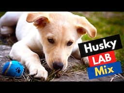 Husky Labrador Mix-breed – A Complete Guide To The Huskador Dog | Should you Get?