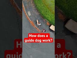 How does a guide dog work? Drone edition