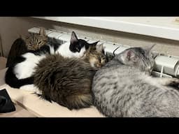 20 cute cats Doodle cat neutered live stream