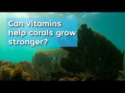 Can multivitamins help save coral reefs?