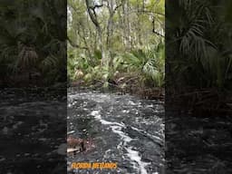 Florida Wetlands #nature #flstateparks #hiking #outdoors #exploreflorida