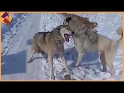 Top 60 Moments Kangals Attack The Most Dangerous Wild Animals