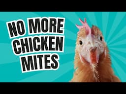 Red Mites: How to Identify, Prevent and Treat them on your Chickens and Poultry