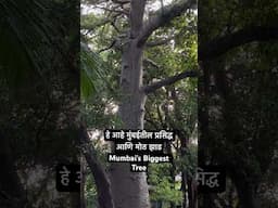 हे आहे मुंबईतील सर्वात मोठ्या झाडापैकी एक झाड | mumbai Biggest tree | #mumbai #diwali2024