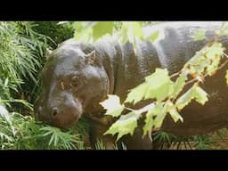 Houston Zoo Welcomes Male Pygmy Hippo