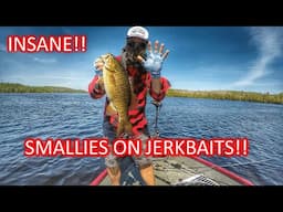 Jerkbait Smallmouth Smashfest!