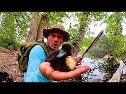 Baby Duckling & Bass Fishing!!! (Underwater View)