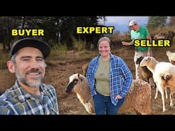 Sheep Expert Gives Us A Consultation for Our Homestead