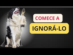 Comece a Ignorar o seu Border Collie