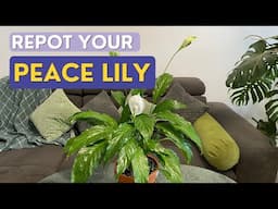 How to Repot Peace Lily Plant | Easy Steps