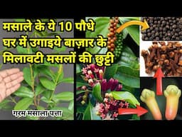 Masale Ke Ye 10 Paudhe Gamle Me Ugaiye. Milawati Masalon Ki Chutti | 10 Spices To Grow At Home