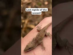 Found this guy under a tarp #nature #herping #shortsviral #viralvideos #viral #shorts