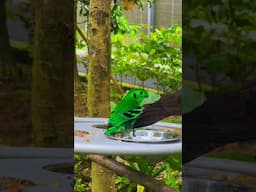 ASIA'S LARGEST BIRD PARK  | BIRD PARADISE MANDAI SINGAPORE