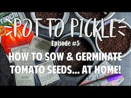 How To Sow & Germinate Tomato Seeds... At Home! 🍅 #PotToPickle​ Ep.5