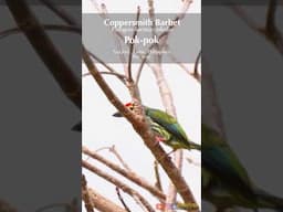 Coppersmith Barbet calls for a company