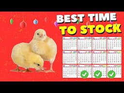 Best time to start raising Christmas chicken | Christmas Opportunity