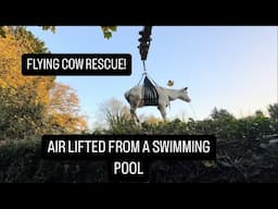 COW STUCK IN SWIMMING POOL! (Air lifted to safety)