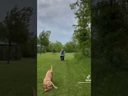 Puppy retrieves🙌 #retrievertraining #puppytraining #gundog #duckdog #huntingdogtraining #shorts