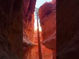 Navajo Loop Trail. | Stunning Hike in Bryce Canyon National Park