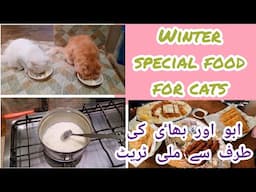 Winter special homemade cat food recipe | Homemade kheer recipe for persian cats