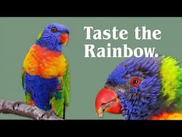 Rainbow Lorikeets