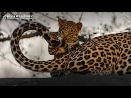 Do Leopard Cubs Remember Their Mother When They Grow Up?