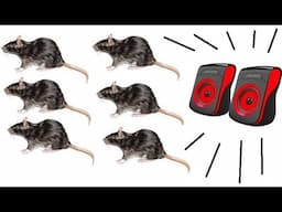 DEAFENING SOUND (THAT PASSES THROUGH WALLS) and scares away RATS - MICE - RODENTS