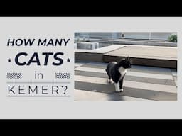 How many cats in Kemer?