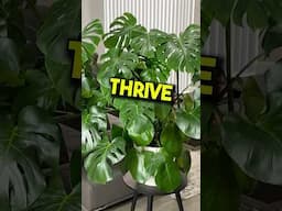 Secret:  Getting Your Monstera to Thrive