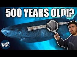 Shark Scientist Reveals the SECRET to Aging Sharks!