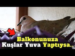 Kuşların Balkona Yuva Yapması Bakın Ne Anlama Geliyormuş!