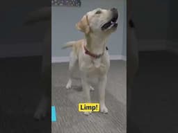 Impressive Dog Tricks You Must Teach!