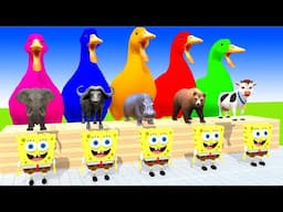 5 Giant Duck Cartoon,Cow,Elephant,zebra,Tiger,Lion, Paint Wild Animals Crossing Fountain Animation