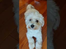 Maltipoo puppy Lilly goes to groomers! #cutedog #groom #maltipoo #maltipoopuppy #lovedogs #cutedogs