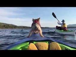 Kayak Camping With Dogs