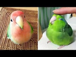 Smart And Funny Parrots Parrot Talking Videos Compilation (2024) - Cute Birds #59