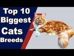 Top 10 Biggest Cat Breeds 2021 | Perfect Addition to Home