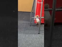 Hamster’s Epic Workout | Tiny Athlete Shows Off His Strength!